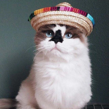 Pet Sombrero: Sun Hat for Dogs and Cats